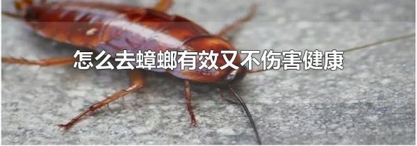 怎么去蟑螂有效又不伤害健康