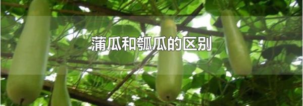 蒲瓜和瓠瓜的区别