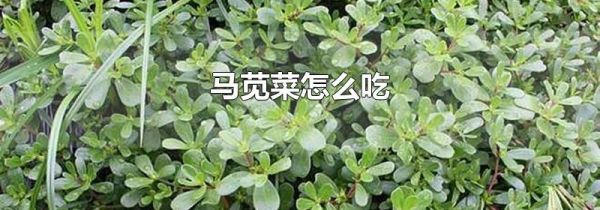 马苋菜怎么吃