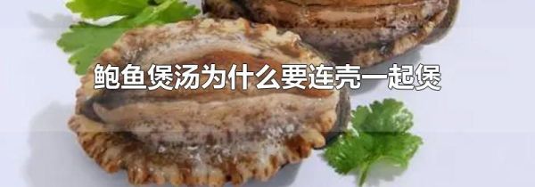 鲍鱼煲汤为什么要连壳一起煲