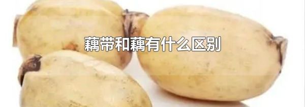 藕带和藕有什么区别