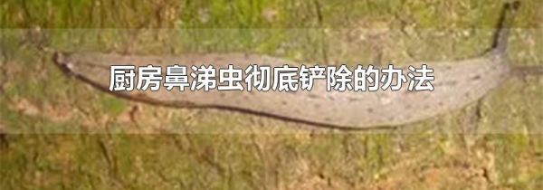 厨房鼻涕虫彻底铲除的办法