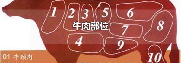 牛肉部位