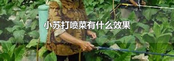 小苏打喷菜有什么效果