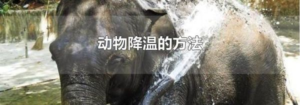 动物降温的方法