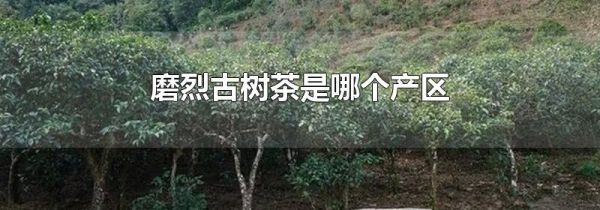 磨烈古树茶是哪个产区