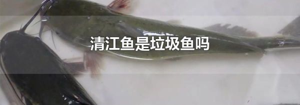 清江鱼是垃圾鱼吗