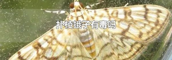 扑棱蛾子有毒吗