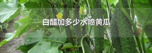 白醋加多少水喷黄瓜