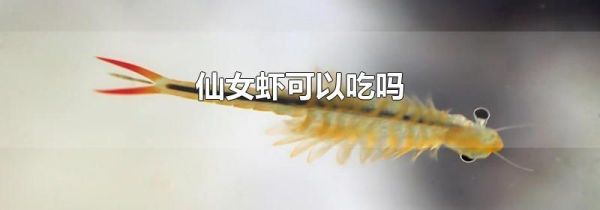 仙女虾可以吃吗
