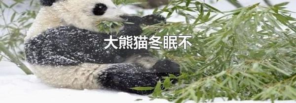 大熊猫冬眠不