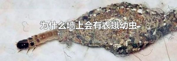 为什么墙上会有衣蛾幼虫