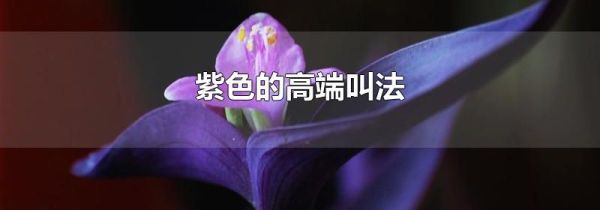 紫色的高端叫法