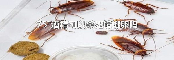 75°酒精可以杀死蟑螂卵吗