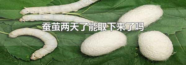 蚕茧两天了能取下来了吗