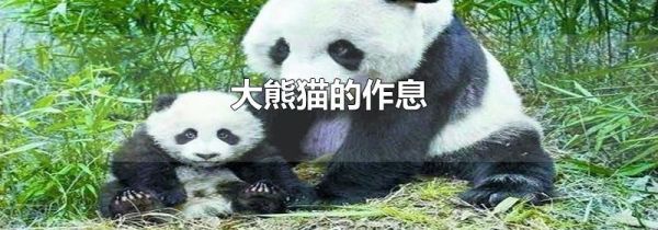 大熊猫的作息