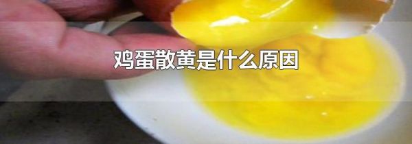鸡蛋散黄是什么原因