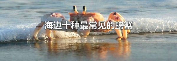 海边十种最常见的螃蟹