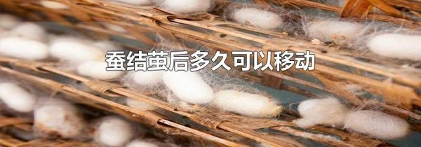 蚕结茧后多久可以移动