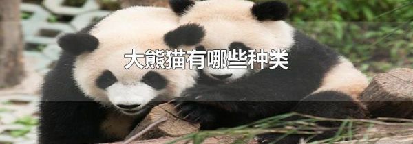 大熊猫有哪些种类