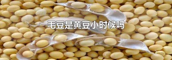 毛豆是黄豆小时候吗