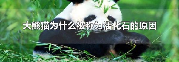 大熊猫为什么被称为活化石的原因