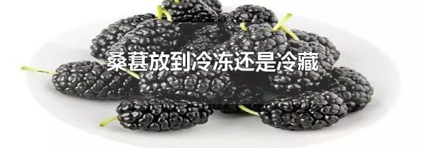桑葚放到冷冻还是冷藏