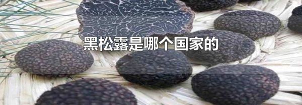 黑松露是哪个国家的
