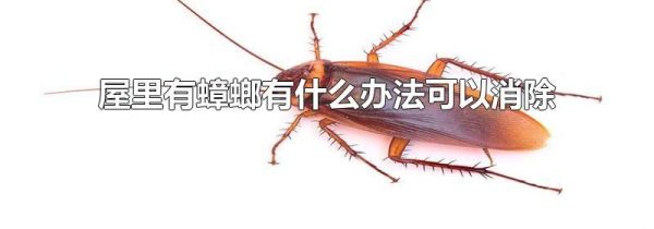 屋里有蟑螂有什么办法可以消除