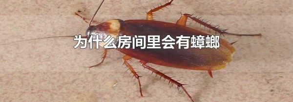 为什么房间里会有蟑螂