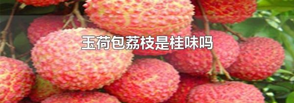 玉荷包荔枝是桂味吗