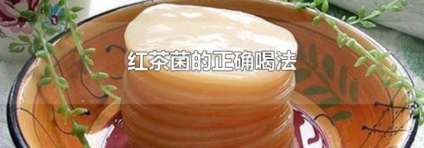 红茶菌的正确喝法