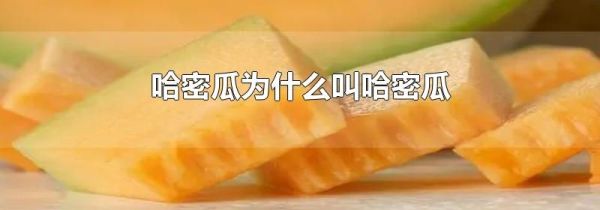 哈密瓜为什么叫哈密瓜