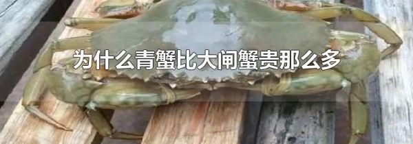 为什么青蟹比大闸蟹贵那么多