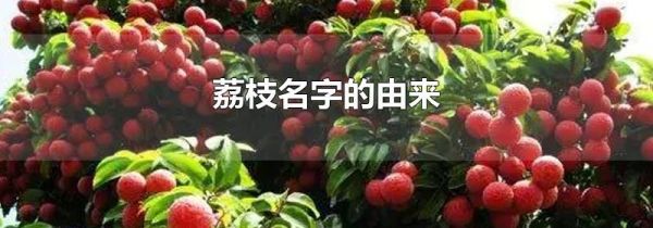 荔枝名字的由来