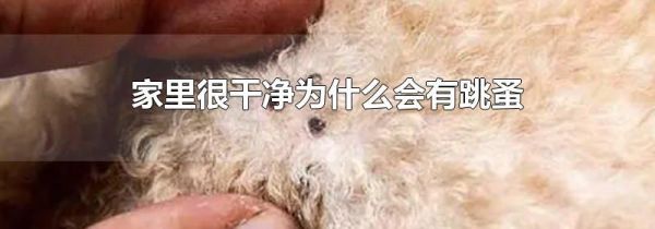 家里很干净为什么会有跳蚤