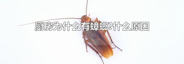 厨房为什么有蟑螂?什么原因