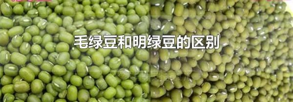 毛绿豆和明绿豆的区别