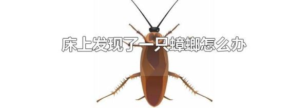 床上发现了一只蟑螂怎么办