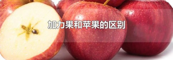 加力果和苹果的区别