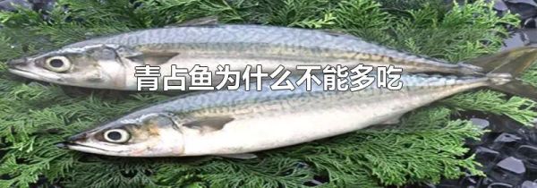 青占鱼为什么不能多吃