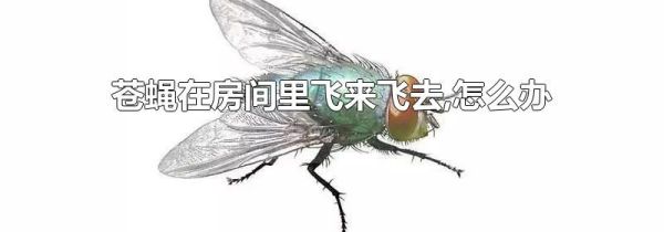 苍蝇在房间里飞来飞去,怎么办