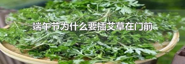 端午节为什么要插艾草在门前