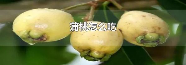 蒲桃怎么吃