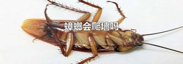 蟑螂会爬墙吗