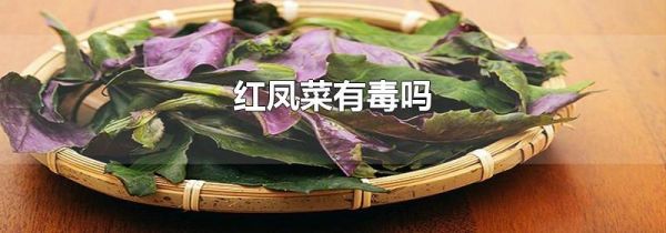 红凤菜有毒吗