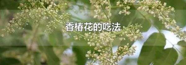 香椿花的吃法
