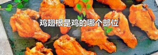鸡翅根是鸡的哪个部位