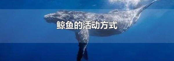 鲸鱼的活动方式