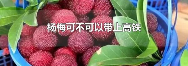 杨梅可不可以带上高铁